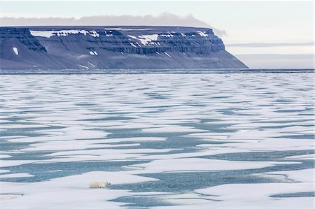 An adult polar bear (Ursus maritimus) stalking seals on fast ice in Icy Arm, Baffin Island, Nunavut, Canada, North America Foto de stock - Con derechos protegidos, Código: 841-07653014