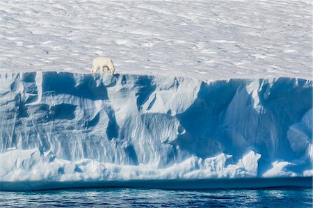 extreme terrain - An adult polar bear (Ursus maritimus) on the edge of a huge iceberg in Arctic Harbour, Isabella Bay, Baffin Island, Nunavut, Canada, North America Stock Photo - Rights-Managed, Code: 841-07653016