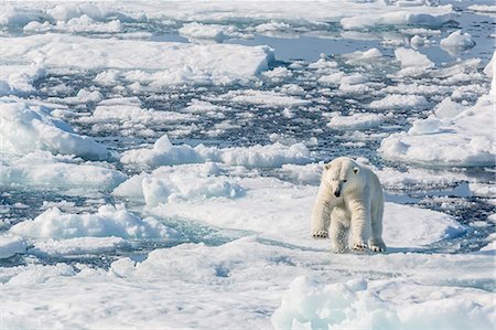 Adult polar bear (Ursus maritimus) leaping from ice floe, Cumberland Peninsula, Baffin Island, Nunavut, Canada, North America Foto de stock - Con derechos protegidos, Código: 841-07653017