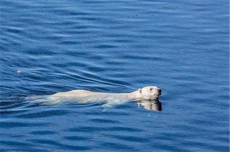 Adult polar bear (Ursus maritimus) swimming in open water, Cumberland Peninsula, Baffin Island, Nunavut, Canada, North America Photographie de stock - Rights-Managed, Code: 841-07653018