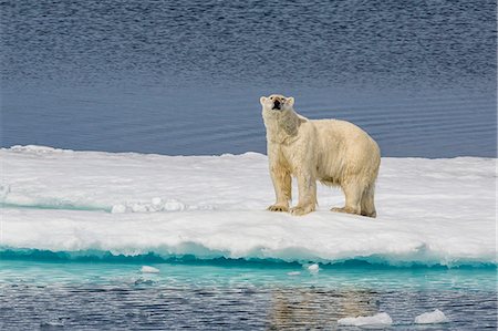 polar bear and ice - Adult polar bear (Ursus maritimus) on ice floe, Cumberland Peninsula, Baffin Island, Nunavut, Canada, North America Stock Photo - Rights-Managed, Code: 841-07653020