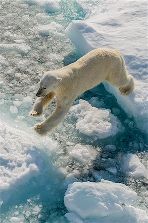 Adult polar bear (Ursus maritimus) on ice floe, Cumberland Peninsula, Baffin Island, Nunavut, Canada, North America Foto de stock - Con derechos protegidos, Código: 841-07653021