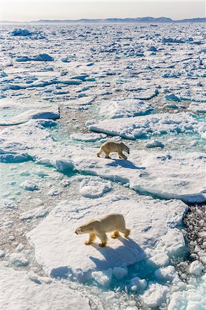 Adult polar bears (Ursus maritimus), confrontation on ice floe, Cumberland Peninsula, Baffin Island, Nunavut, Canada, North America Stock Photo - Rights-Managed, Code: 841-07653023