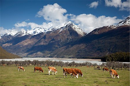 queenstown - Hereford cattle in Dart River Valley near Glenorchy, Queenstown, South Island, New Zealand, Pacific Stock Photo - Rights-Managed, Code: 841-07653164