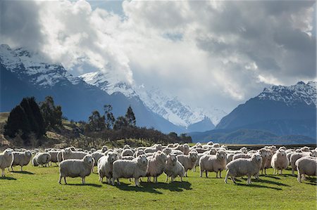 queenstown - Sheep and mountains near Glenorchy, Queenstown, South Island, New Zealand, Pacific Photographie de stock - Rights-Managed, Code: 841-07653166