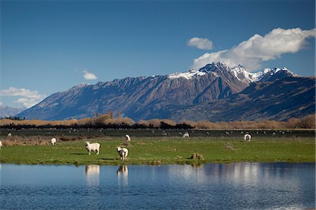 Sheep in Dart River Valley, Glenorchy, Queenstown, South Island, New Zealand, Pacific Stock Photo - Rights-Managed, Code: 841-07653167