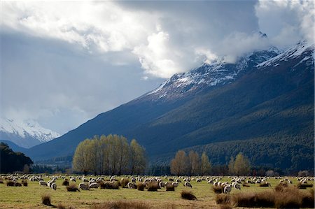 queenstown - Sheep in Dart River Valley, Glenorchy, Queenstown, South Island, New Zealand, Pacific Photographie de stock - Rights-Managed, Code: 841-07653168
