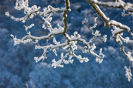 english winter snow - Frozen woodland, Coniston, Cumbria, England, United Kingdom, Europe Stock Photo - Rights-Managed, Code: 841-07653209