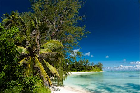 seychelles and beach - Denis Island, Seychelles, Indian Ocean, Africa Stock Photo - Rights-Managed, Code: 841-07653233