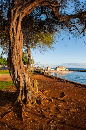 Park on the coast of Lahaina, Maui, Hawaii, United States of America, Pacific Photographie de stock - Rights-Managed, Code: 841-07653408