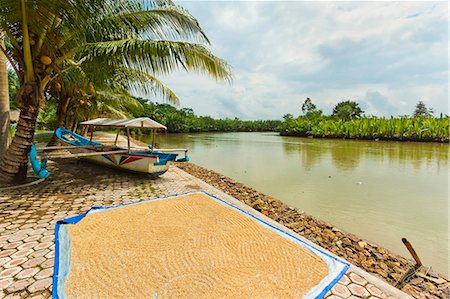 simsearch:841-07782970,k - Rice drying by the Cijulang river in south coast district near Pangandara, Cijulang, West Java, Java, Indonesia, Southeast Asia, Asia Foto de stock - Con derechos protegidos, Código: 841-07653453