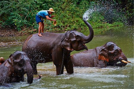 Elephant training, Chiang Dao, Chiang Mai, Thailand, Southeast Asia, Asia Foto de stock - Con derechos protegidos, Código: 841-07653487