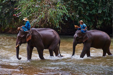 Elephant training, Chiang Dao, Chiang Mai, Thailand, Southeast Asia, Asia Stock Photo - Rights-Managed, Code: 841-07653488
