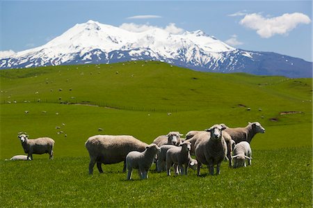 snow and grass - Sheep grazing beneath Mount Ruapehu, Tongariro National Park, UNESCO World Heritage Site, North Island, New Zealand, Pacific Stock Photo - Rights-Managed, Code: 841-07653520