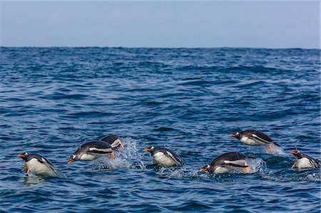simsearch:6119-08081095,k - Adult gentoo penguins (Pygoscelis papua) porpoising for speed in Cooper Bay, South Georgia, UK Overseas Protectorate, Polar Regions Foto de stock - Con derechos protegidos, Código: 841-07673316