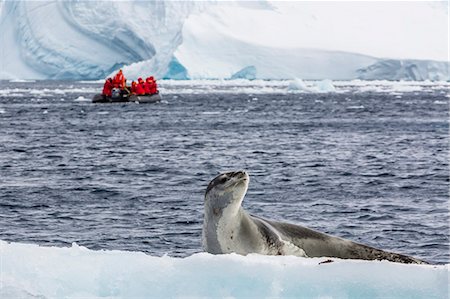 simsearch:841-09135194,k - Adult leopard seal (Hydrurga leptonyx) on ice floe in Cierva Cove, Antarctica, Polar Regions Stockbilder - Lizenzpflichtiges, Bildnummer: 841-07673329