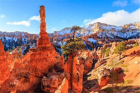 Large hoodoo lit by early morning sun, with snow and pine trees, Peekaboo Loop Trail, Bryce Canyon National Park, Utah, United States of America, North America Stock Photo - Rights-Managed, Code: 841-07673358