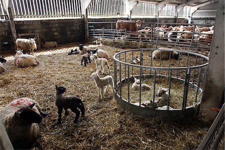 Lambs in lambing shed on a farm, Dartmoor National Park, Devon, England, United Kingdom, Europe Stock Photo - Rights-Managed, Code: 841-07673375
