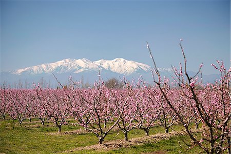 simsearch:841-06617013,k - Fruit blossom, Mount Canigou, Pyrenees Oriental, Languedoc-Roussillon, France, Europe Stock Photo - Rights-Managed, Code: 841-07673379