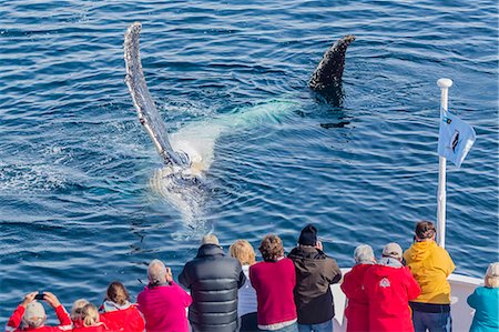 simsearch:841-06447130,k - Adult humpback whales (Megaptera novaeangliae) on its side off the bow of the National Geographic Explorer in the Gerlache Strait, Antarctica, Polar Regions Foto de stock - Con derechos protegidos, Código: 841-07781895