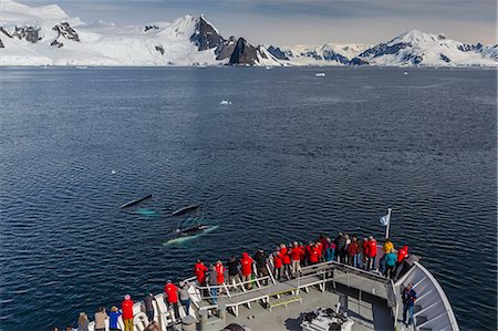 Adult humpback whales (Megaptera novaeangliae) surfacing off the bow of the National Geographic Explorer in the Gerlache Strait, Antarctica, Polar Regions Stock Photo - Rights-Managed, Code: 841-07781896