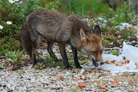 fox to the side - European Red Fox (Vulpes vulpes) feeding on trash left by people, Portugal, Europe Stock Photo - Rights-Managed, Code: 841-07781915