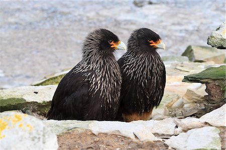 simsearch:841-03675134,k - Pair of Striated caracaras (Phalcoboenus australis) behind a rock at Rockhopper Point, Sea Lion Island, Falkland Islands, South Atlantic, South America Photographie de stock - Rights-Managed, Code: 841-07782018
