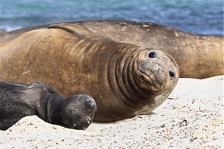 simsearch:841-07782031,k - New born southern elephant seal (Mirounga leonina) pup with mother, Sea Lion Island, Falkland Islands, South America Foto de stock - Con derechos protegidos, Código: 841-07782026