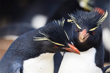 simsearch:841-07782031,k - Rockhopper penguins (Eudyptes chrysocome) squabble, Rockhopper Point, Sea Lion Island, Falkland Islands, South America Foto de stock - Con derechos protegidos, Código: 841-07782020