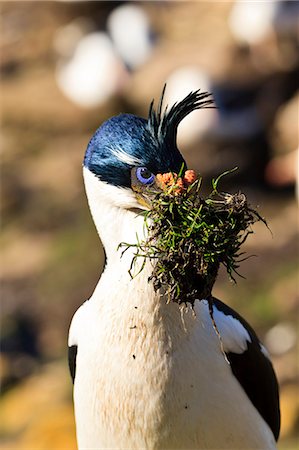 King cormorant (Imperial cormorant) (Phalacrocorax atriceps) with nest materials, the Neck, Saunders Island, Falkland Islands, South America Foto de stock - Con derechos protegidos, Código: 841-07782037