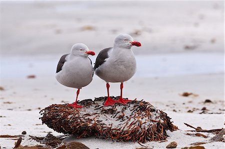 simsearch:841-07782032,k - Pair of Dolphin gulls (Leucophaeus scoresbii) on a seaweed covered rock, Sea Lion Island, Falkland Islands, South America Stock Photo - Rights-Managed, Code: 841-07782031