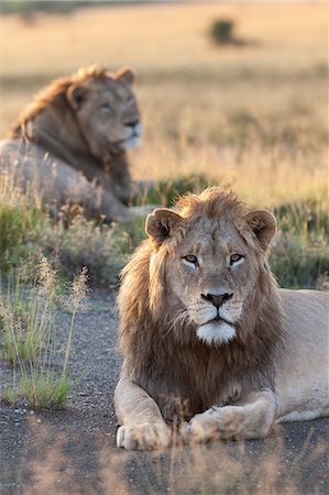 Lions (Panthera leo), Mountain Zebra National Park, Eastern Cape, South Africa, Africa Stock Photo - Rights-Managed, Code: 841-07782259