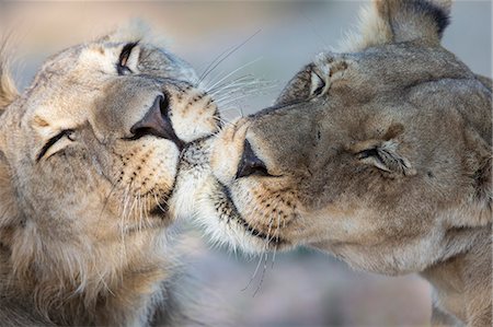 Lions (Panthera leo) grooming, Kgalagadi Transfrontier Park, South Africa, Africa Stock Photo - Rights-Managed, Code: 841-07782266