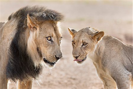 raubkatze - Pride male liion (Panthera leo) with sub adult male, Kgalagadi Transfrontier Park, South Africa, Africa Stockbilder - Lizenzpflichtiges, Bildnummer: 841-07782269