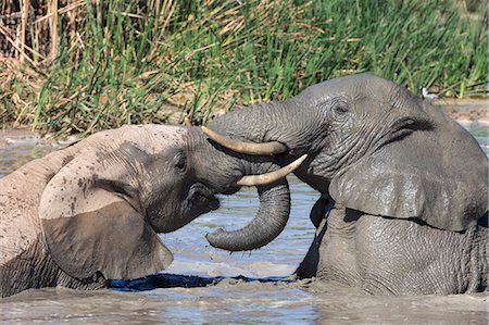 African elephants (Loxodonta africana) playing in Hapoor waterhole, Addo Elephant National Park, South Africa, Africa Stock Photo - Rights-Managed, Code: 841-07782276
