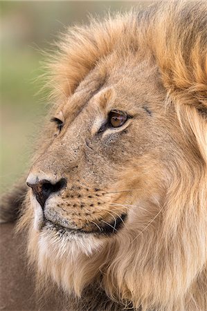 simsearch:6102-03905015,k - Lion (Panthera leo), Kgalagadi Transfrontier Park, Northern Cape, South Africa, Africa Foto de stock - Con derechos protegidos, Código: 841-07782270