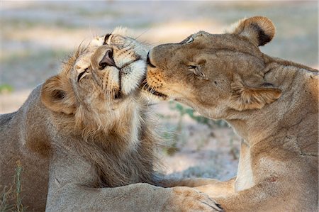 Lion (Panthera leo), pride members grooming, Kgalagadi Transfrontier Park, Northern Cape, South Africa, Africa Photographie de stock - Rights-Managed, Code: 841-07782271