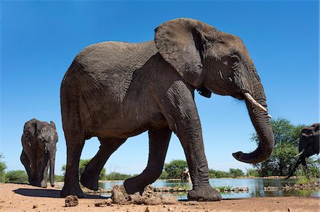 simsearch:841-07782287,k - African elephants (Loxodonta africana) at waterhole, Madikwe Game Reserve, North West Province, South Africa, Africa Stock Photo - Rights-Managed, Code: 841-07782273