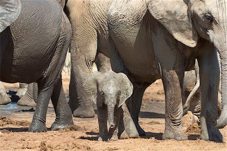 simsearch:841-07782279,k - African elephant (Loxodonta africana) baby with herd at Hapoor waterhole, Addo Elephant National Park, Eastern Cape, South Africa, Africa Photographie de stock - Rights-Managed, Code: 841-07782284