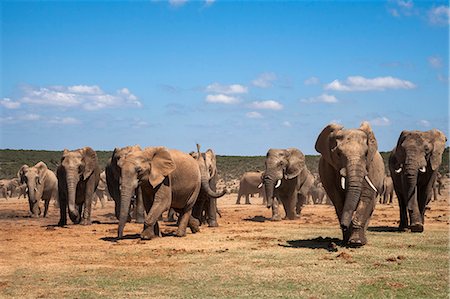 simsearch:841-07782287,k - African elephants (Loxodonta africana) at Hapoor waterhole, Addo Elephant National Park, Eastern Cape, South Africa, Africa Stock Photo - Rights-Managed, Code: 841-07782286