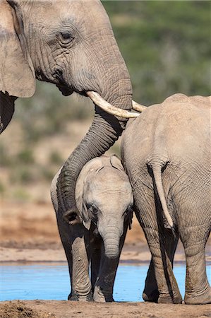 African elephant (Loxodonta africana) mother and baby at Hapoor waterhole, Addo Elephant National Park, Eastern Cape, South Africa, Africa Photographie de stock - Rights-Managed, Code: 841-07782281