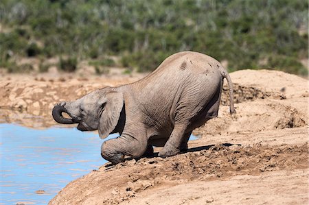 African baby elephant drinking (Loxodonta africana) at Hapoor waterhole, Addo Elephant National Park, Eastern Cape, South Africa, Africa Photographie de stock - Rights-Managed, Code: 841-07782282
