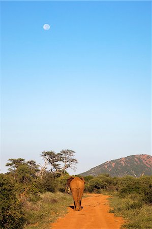 Bull elephant (Loxodonta africana) walking off, Madikwe Reserve, North West Province, South Africa, Africa Stock Photo - Rights-Managed, Code: 841-07782290