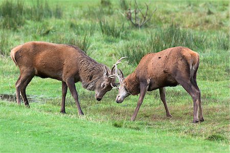 simsearch:6119-08518063,k - Red deer stags sparring (Cervus elaphus), Arran, Scotland, United Kingdom, Europe Fotografie stock - Rights-Managed, Codice: 841-07782309