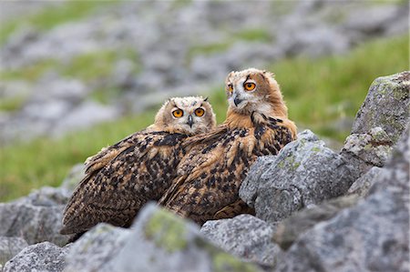 European eagle owl chicks (Bubo bubo), captive, United Kingdom, Europe Stock Photo - Rights-Managed, Code: 841-07782303