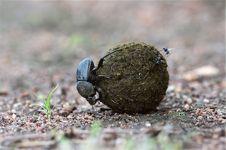 Dung beetle (Scarabaeidae) rolling ball it has made out of zebra dung, Pilanesberg National Park, North West Province, South Africa, Africa Photographie de stock - Rights-Managed, Code: 841-07782321
