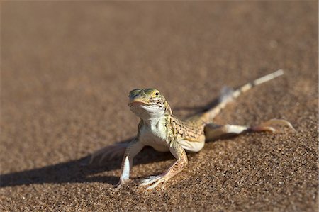 simsearch:841-07782322,k - Shovel-snouted lizard (Meroles anchietae), Namib Desert, Namibia, Africa Photographie de stock - Rights-Managed, Code: 841-07782323