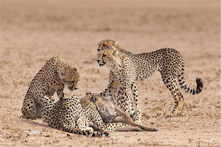 Cheetah (Acinonyx jubatus) killing baby common wildebeest (Connochaetes taurinus), Kgalagadi Transfrontier Park, South Africa, Africa Stock Photo - Rights-Managed, Code: 841-07782334