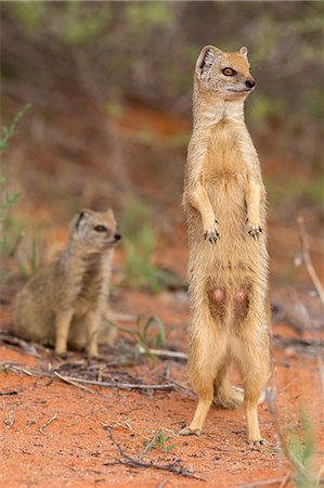 simsearch:841-07782326,k - Yellow mongoose (Cynictis penicillata), Kgalagadi Transfrontier Park, South Africa, Africa Foto de stock - Con derechos protegidos, Código: 841-07782338