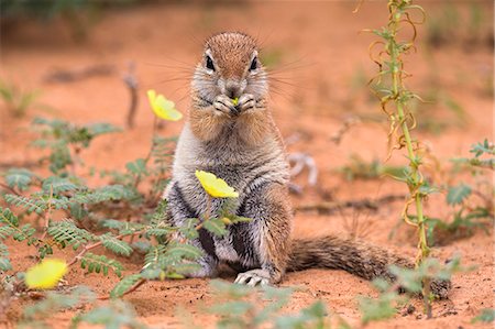 Ground squirrel (Xerus inauris) eating devil's thorn flowers (Tribulus zeyheri), Kgalagadi Transfrontier Park, Northern Cape, South Africa, Africa Stock Photo - Rights-Managed, Code: 841-07782330